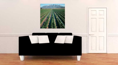 Tablou Canvas Cultura Agricola
