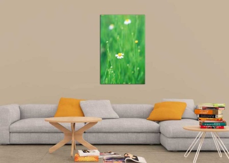 Tablou Canvas Floare de musetel