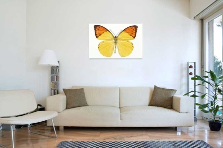Tablou Canvas Fluturas