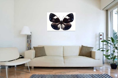 Tablou Canvas Fluturas