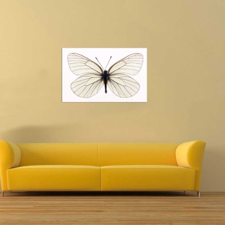 Tablou Canvas Fluturas
