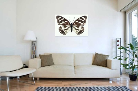 Tablou Canvas Fluturas