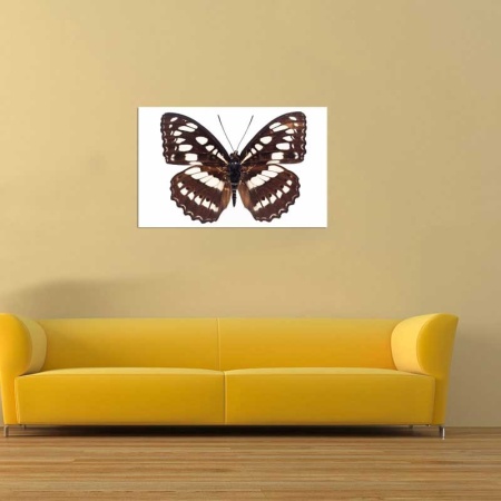 Tablou Canvas Fluturas