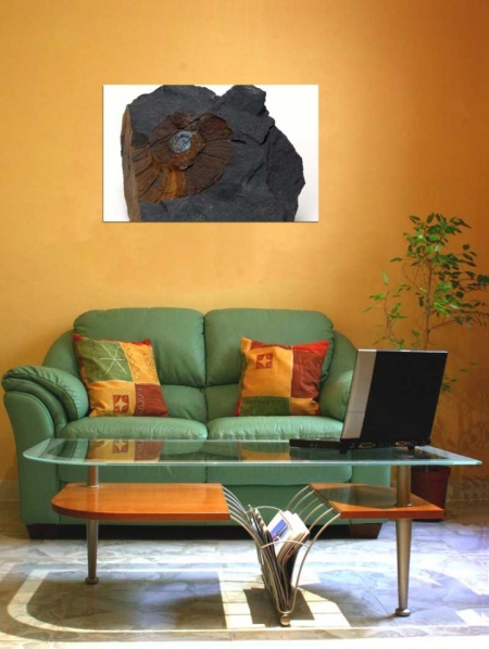 Tablou Canvas Fosila