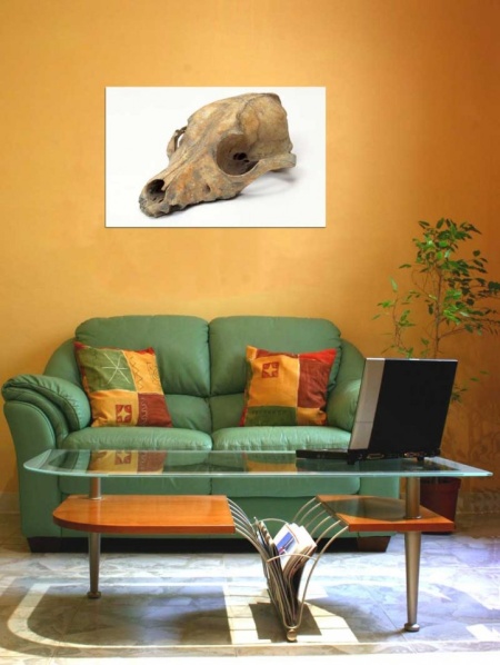 Tablou Canvas Fosila