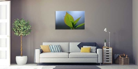 Tablou Canvas Frunza