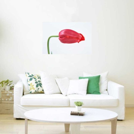 Tablou Canvas Lalea