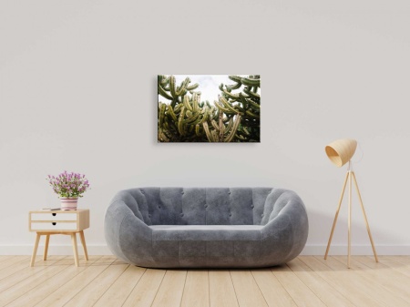 Tablou Canvas natura - cactusi
