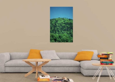 Tablou Canvas Padure