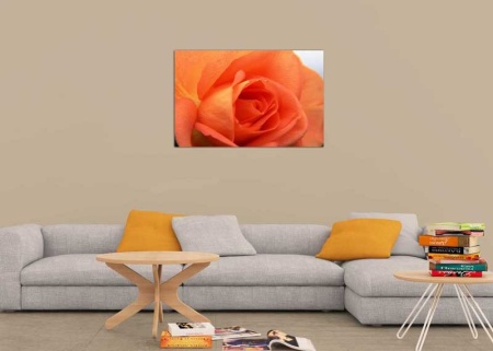 Tablou Canvas Trandafir