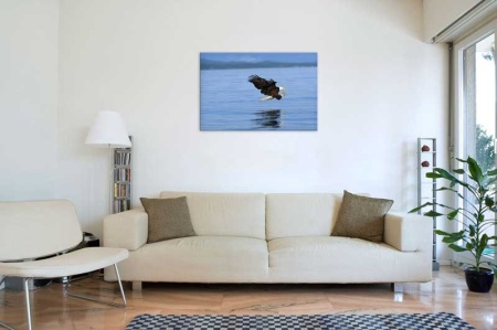 Tablou Canvas Vultur