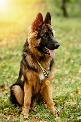 Tablou Canvas animale caine campion - Img 2