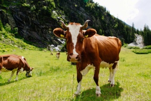 Tablou Canvas animale vaca din munti - Img 3