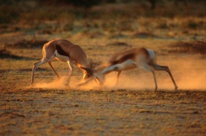 Tablou Canvas Antilope - Img 2
