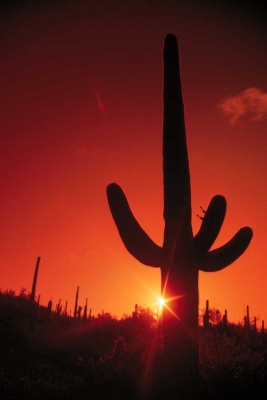Tablou Canvas Cactus in Lumina Apusului - Img 2