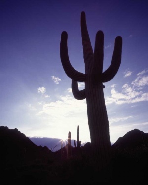 Tablou Canvas Cactus - Img 2