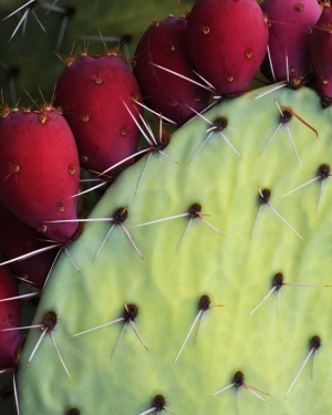 Tablou Canvas Cactus - Img 2