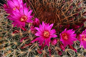 Tablou Canvas Floare De Cactus - Img 2