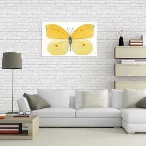 Tablou Canvas Fluturas - Img 1
