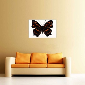 Tablou Canvas Fluturas - Img 1