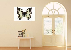 Tablou Canvas Fluturas - Img 1