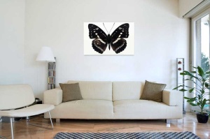 Tablou Canvas Fluturas - Img 1