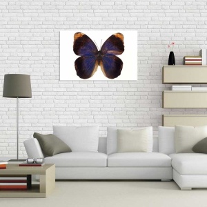 Tablou Canvas Fluturas - Img 1
