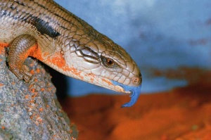 Tablou Canvas Iguana - Img 2