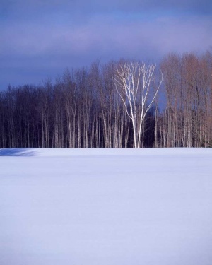 Tablou Canvas Natura iarna - Img 2