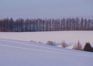 Tablou Canvas Padure iarna - Img 2