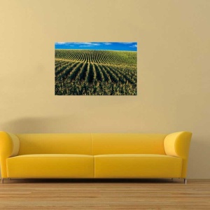 Tablou Canvas Porumb - Img 1