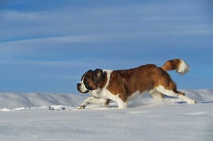 Tablou Canvas Saint-Bernard - Img 2