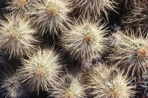 Tablou Cactus - Img 2