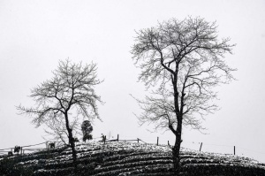 Tablou Canvas alb-negru iarna gri - Img 2