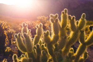 Tablou Canvas Cactus - Img 2