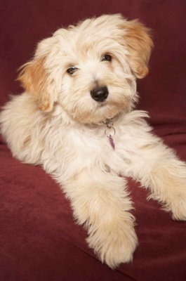Tablou Canvas Caine Shih Tzu - Img 2
