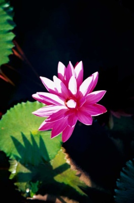 Tablou Canvas Floare Asiatica - Img 2