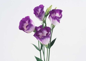 Tablou Canvas Floare - Img 2