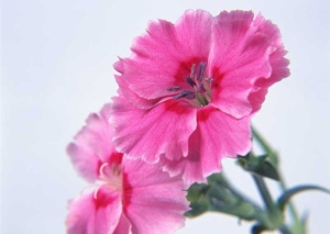 Tablou Canvas Floare - Img 2