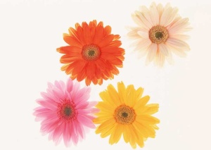 Tablou Canvas Floare - Img 2