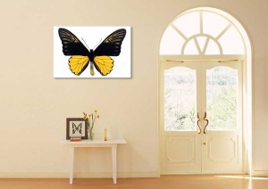 Tablou Canvas Fluturas - Img 1