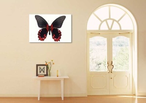 Tablou Canvas Fluturas - Img 1