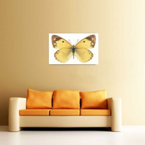 Tablou Canvas Fluturas - Img 1