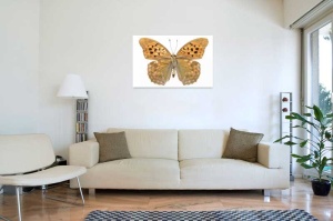Tablou Canvas Fluturas - Img 1