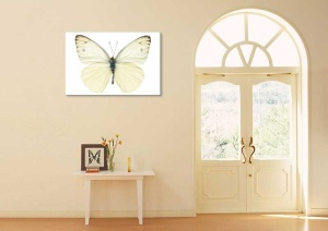 Tablou Canvas Fluturas - Img 1