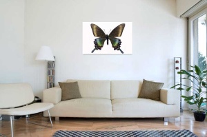 Tablou Canvas Fluturas - Img 1