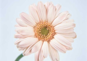 Tablou Canvas gerbera - Img 2
