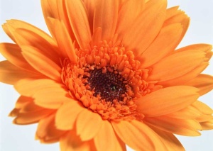 Tablou Canvas gerbera - Img 2