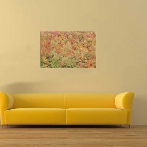 Tablou Canvas Padure - Img 1