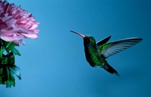 Tablou Canvas Pasarea Colibri - Img 2
